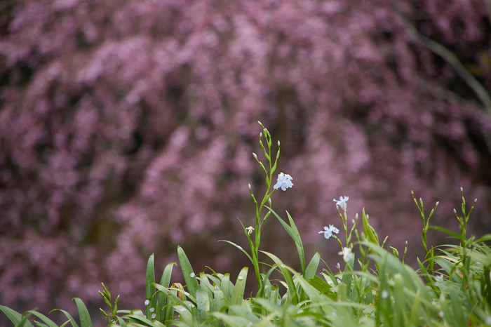 タムロン 28-300mm F/3.5-6.3 Di VC PZD A010 ／ 奈良桜 2019 吉野山の